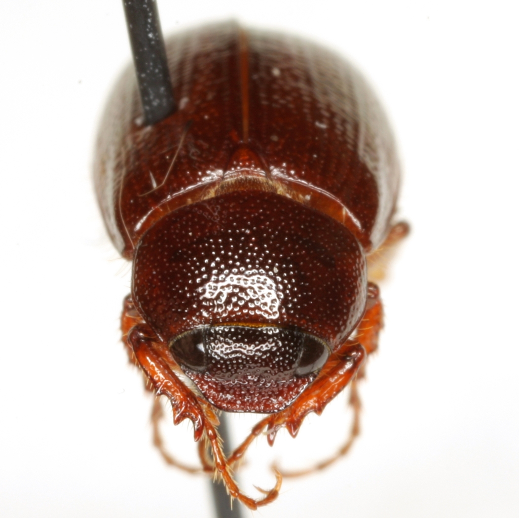 Diplotaxis simplex