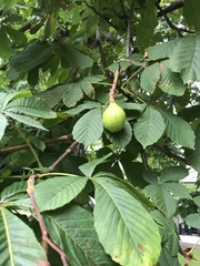 Aesculus hippocastanum