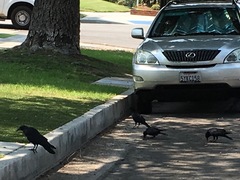 Corvus brachyrhynchos