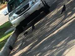 Corvus brachyrhynchos