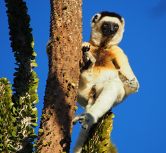 Propithecus verreauxi