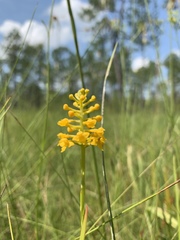 Platanthera integra