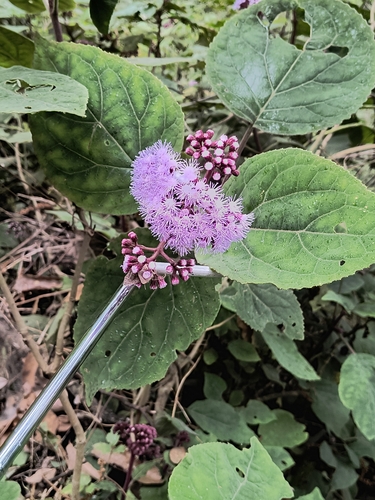 Foto de Veludo-roxo