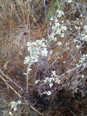 Pseudognaphalium ramosissimum