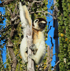 Propithecus verreauxi