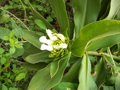 Costus guanaiensis