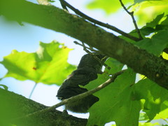 Dumetella carolinensis