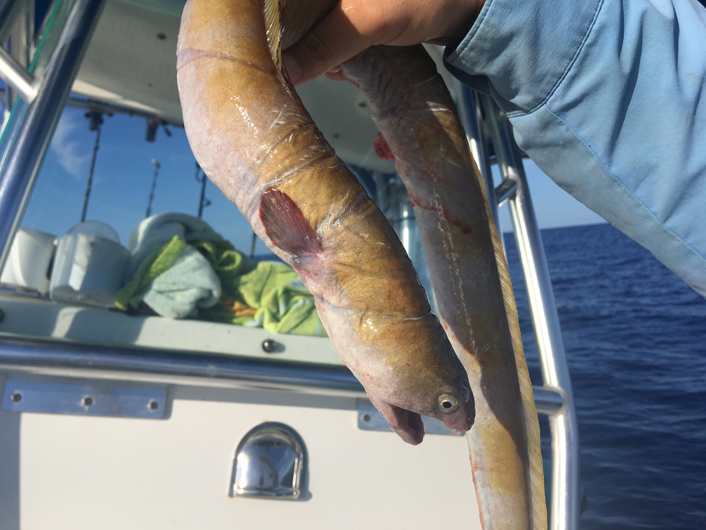 King Snake Eel
