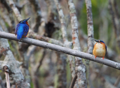 Corythornis vintsioides