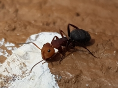 Camponotus rectangularis