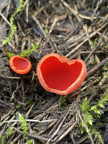 Plačiataurė nuotrauka