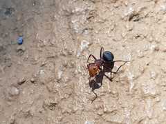 Camponotus rectangularis