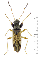 Pseudopachybrachius guttus