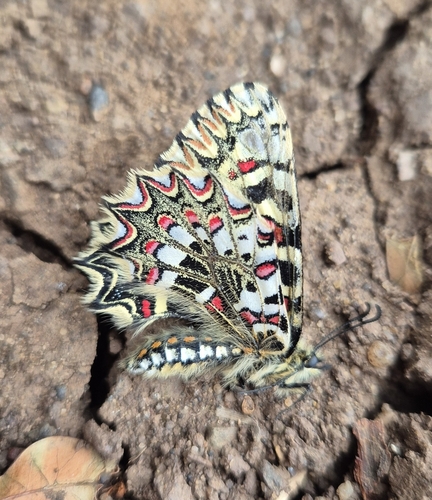 Spanish Festoon
