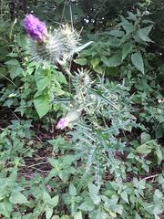 Cirsium vulgare