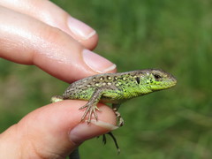 Lacerta agilis