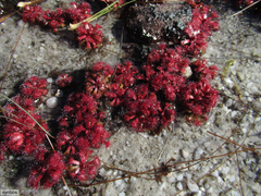 Drosera rubrifolia