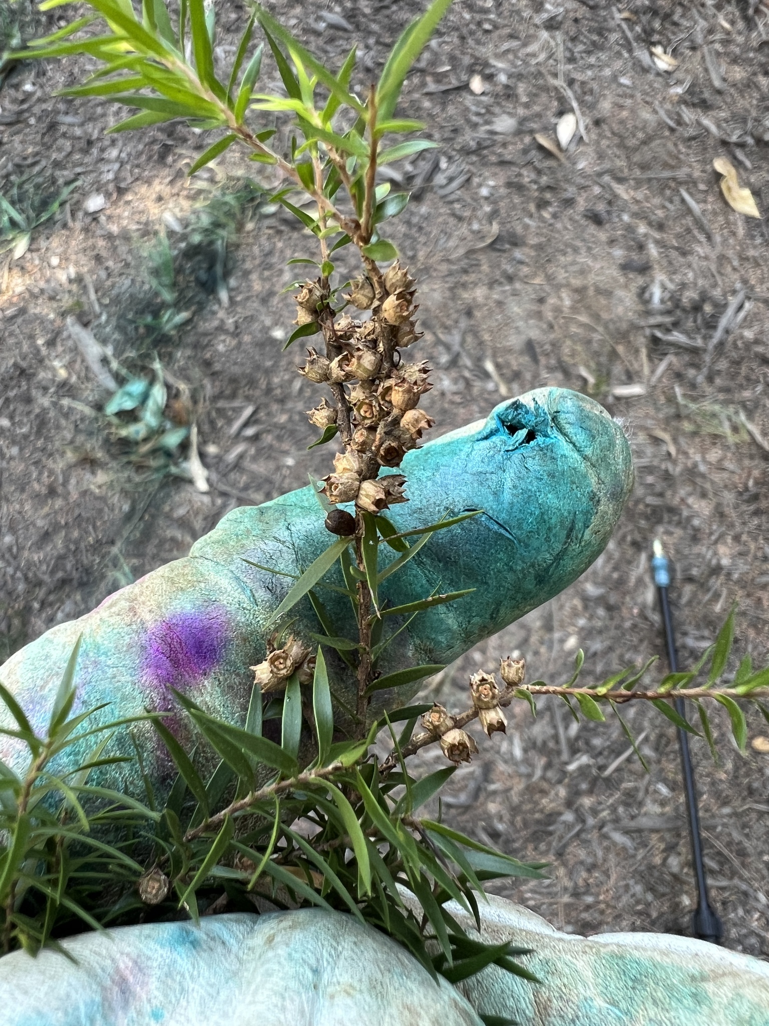 Black Tea-Tree (Melaleuca bracteata Revolution Gold)