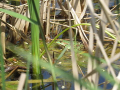 Pelophylax
