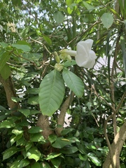 Magnoliopsida