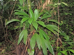 Asplundia utilis