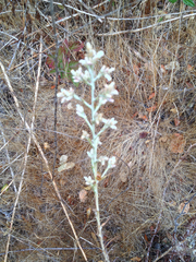 Pseudognaphalium ramosissimum