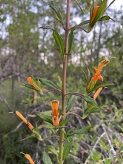 Macranthera flammea
