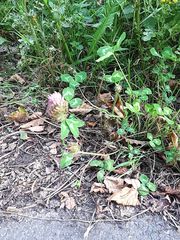 Trifolium pratense