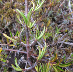 Coprosma elatirioides
