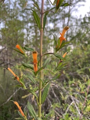 Macranthera flammea