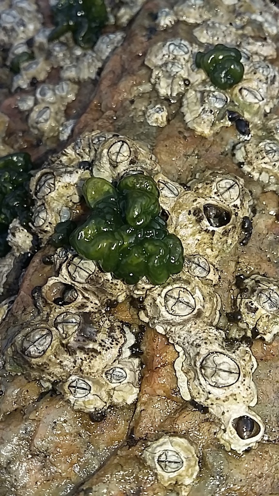 Rivularia polyotis