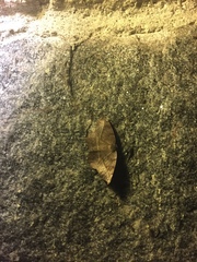 Eutrapela clemataria