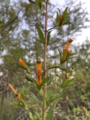 Macranthera flammea