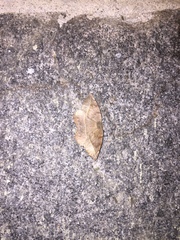 Eutrapela clemataria