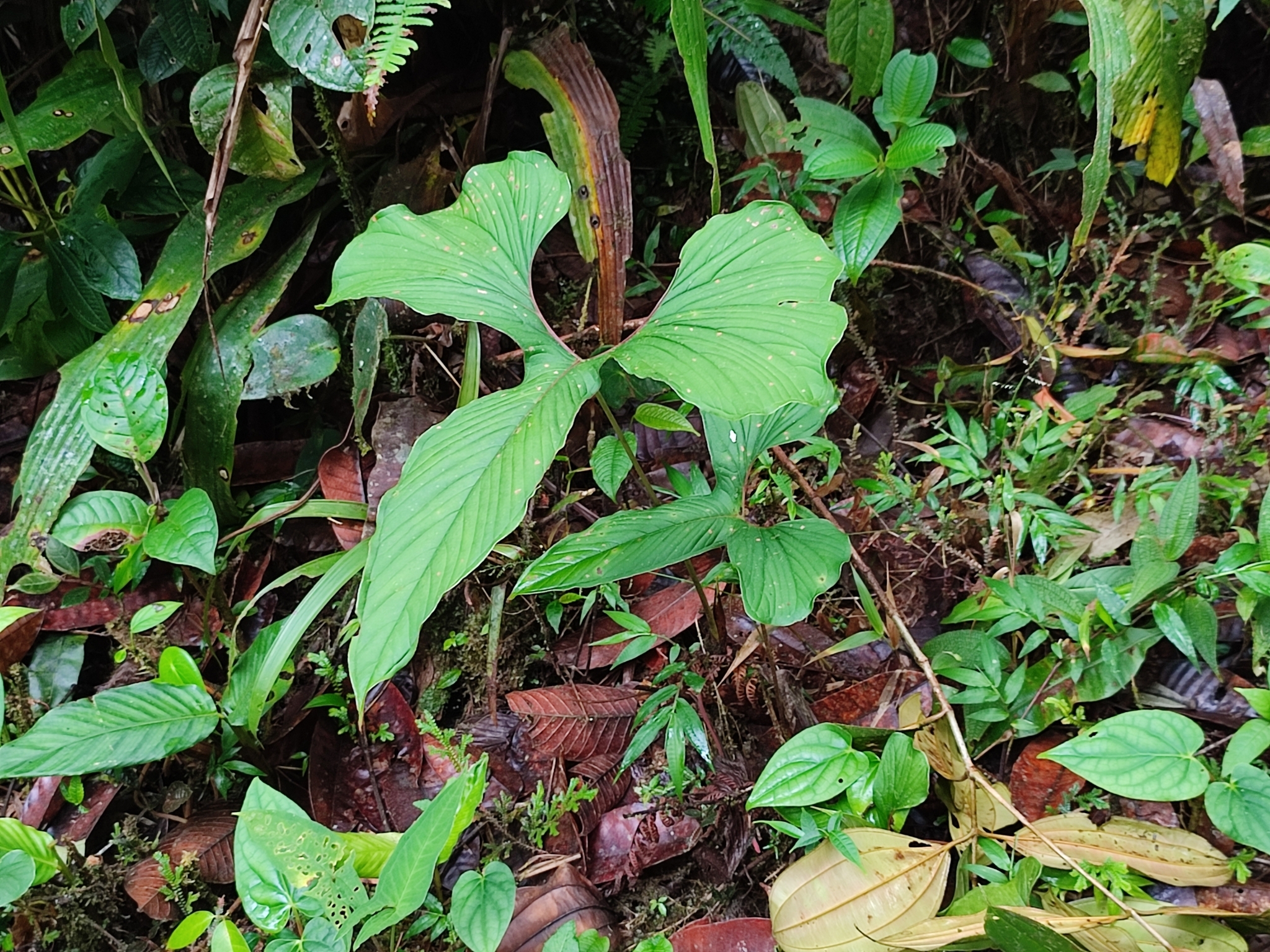 Anthurium draconopterum Sodiro