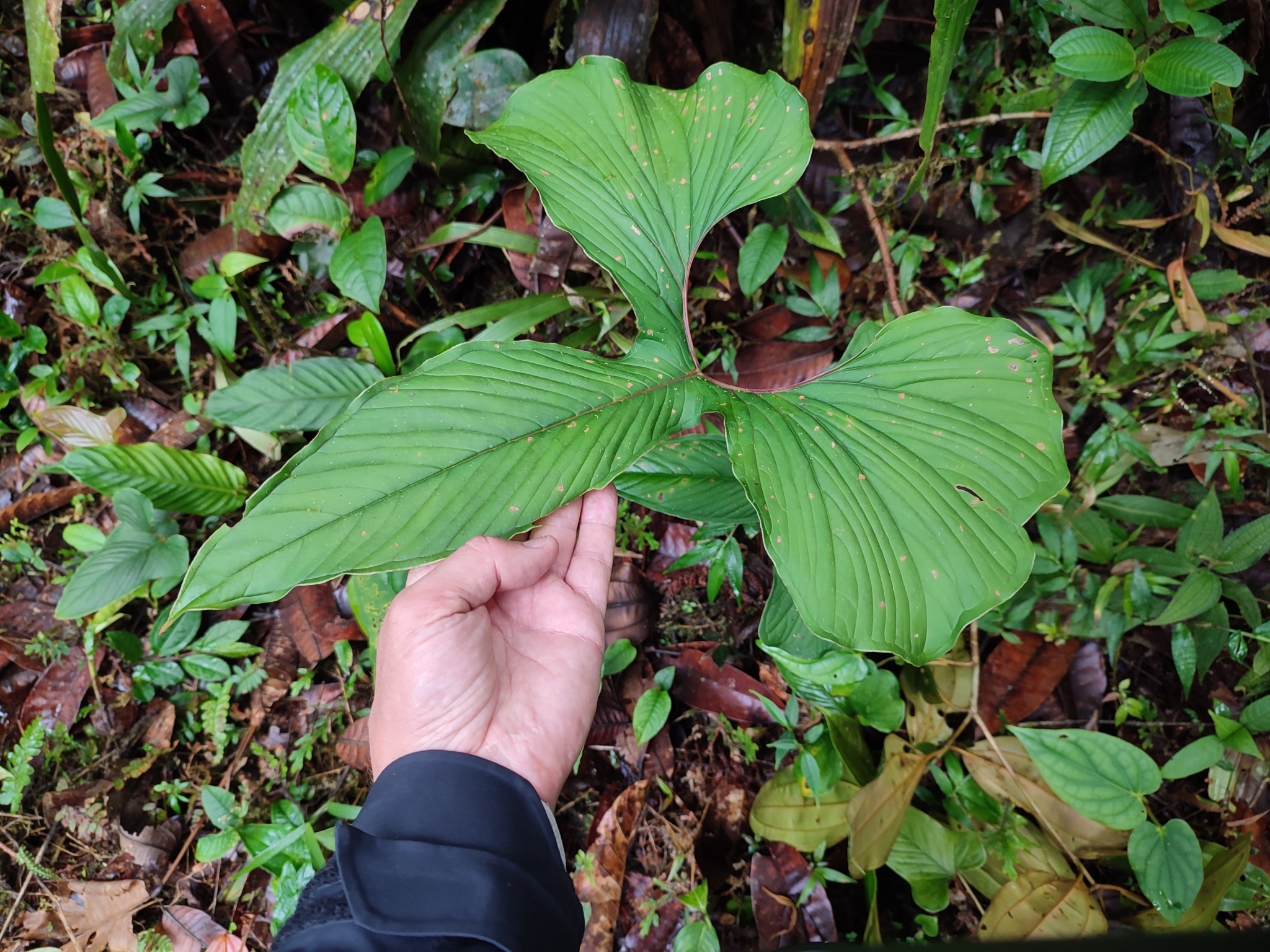 Anthurium draconopterum Sodiro 2