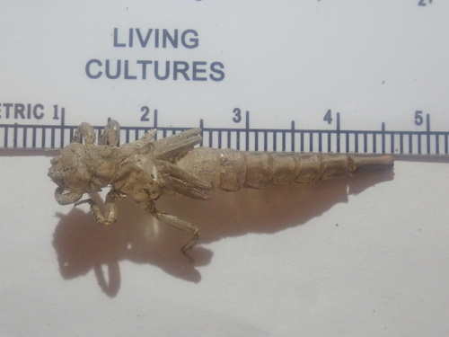 Arrow Clubtail photo 5