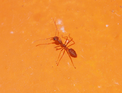 Oecophylla smaragdina