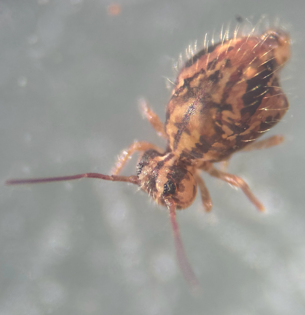 Sminthurus carolinensis
