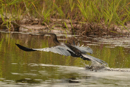 Mainland African Darter