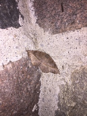 Eutrapela clemataria