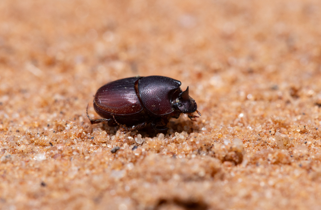 Caccobius ferrugineus from Ngamiland North, Botswana on February 7 ...