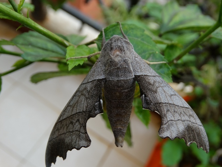 Straight-lined Crenulate Hawkmoth