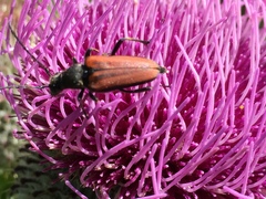 Anastrangalia dubia