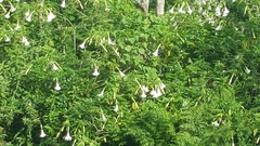 Brugmansia arborea