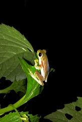 Rhacophorus lateralis