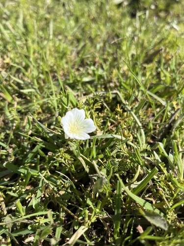 Meadowfoam