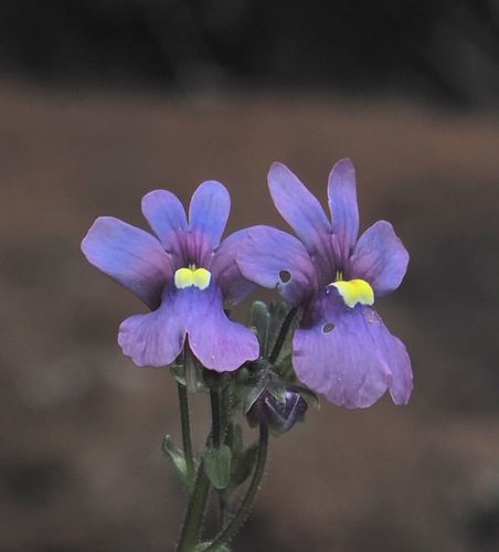 Image of Nemesia caerulea by (c) desertnaturalist, some rights reserved (CC BY)
