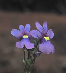 (c) desertnaturalist, some rights reserved (CC BY) Nemesia caerulea, photograph (c) desertnaturalist, some rights reserved (CC BY)