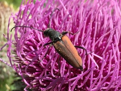 Anastrangalia dubia
